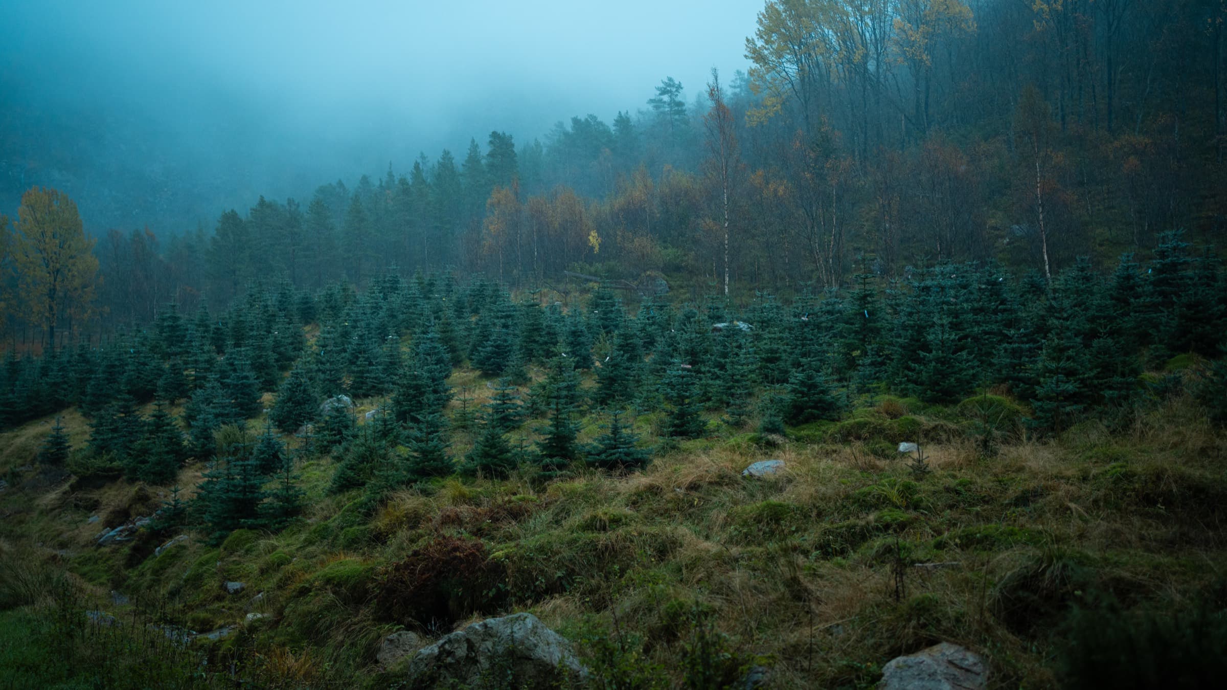 Juletrefeltet på Hagalid Gård i morgentåke